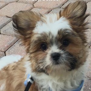 Meet your Posher, Amber